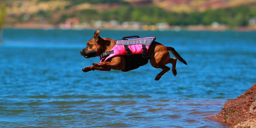 DIY Dog Life Jacket
 The Best Tips & Tricks to Keep Your Dog Cool During Summer
