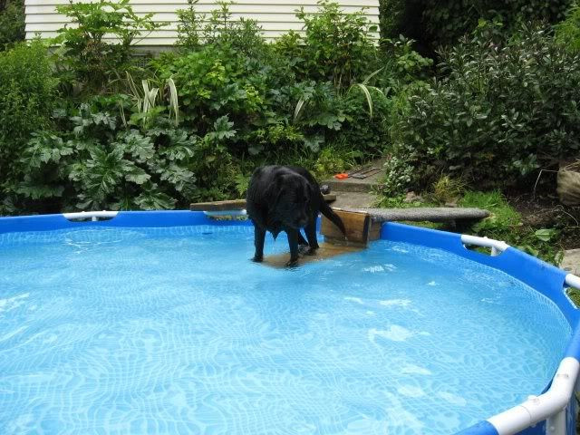 DIY Dog Ramp For Above Ground Pool
 anyone have an above ground pool for their lab