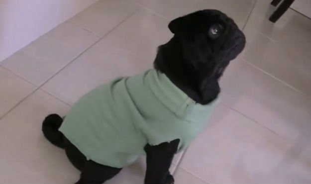 DIY Dog Sweater No Sew
 Easy DIY No Sew Dog Jacket DIY Ready