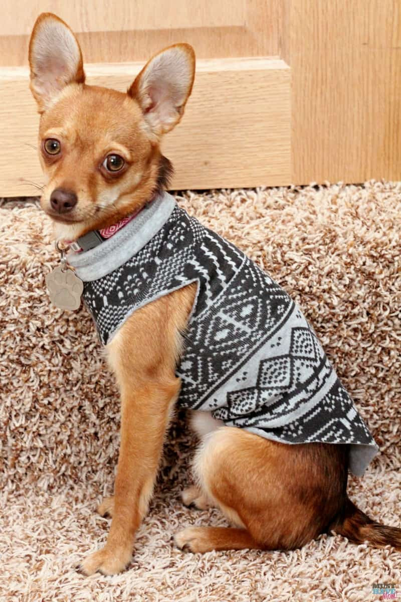 DIY Dog Sweater No Sew
 Make A DIY Dog Sweater From A Sweatshirt Doggie Travel
