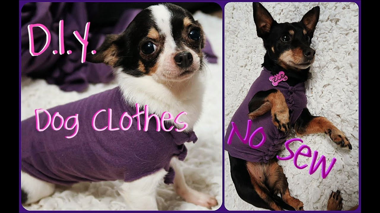 DIY Dog Sweater No Sew
 DIY Maglioncini per cani di pile senza cucire