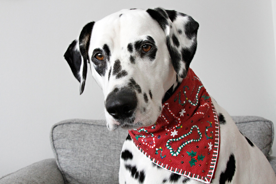 DIY Dog Sweater No Sew
 Dalmatian DIY DIY No Sew Ugly Christmas Sweater Dog Bandana