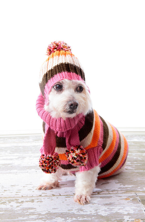 DIY Dog Sweater No Sew
 DIY No sew Dog Clothes