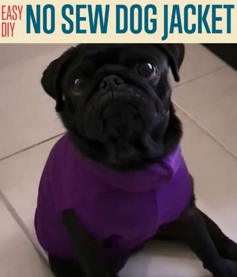 DIY Dog Sweater No Sew
 How To Make A No Sew Dog Jacket