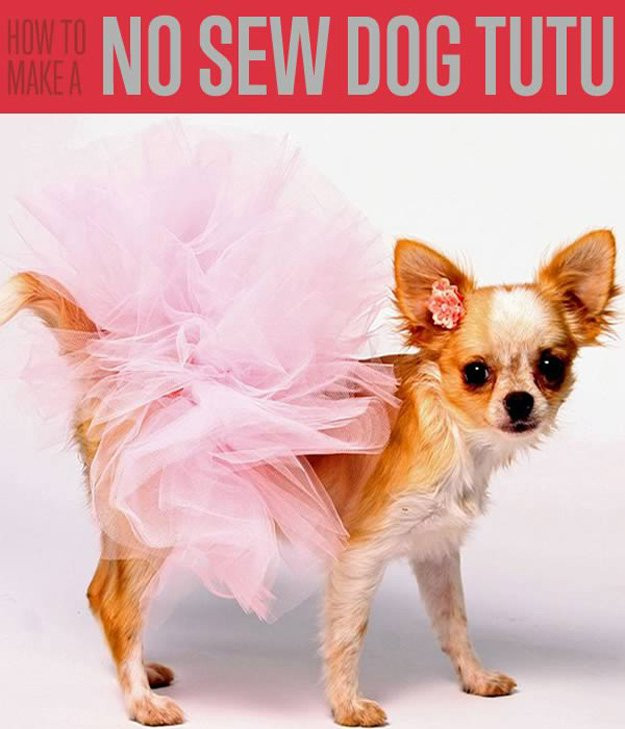 DIY Dog Sweater No Sew
 Diy Dog Clothes No Sew