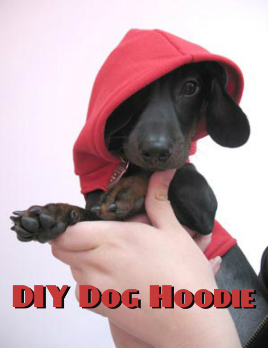 DIY Dog Sweatshirt
 DIY Dog Hoo – iSeeiDoiMake