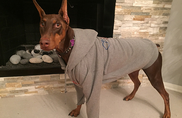 DIY Dog Sweatshirt
 DIY Dog Sweatshirt