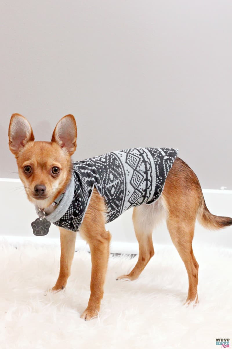 DIY Dog Sweatshirt
 Make A DIY Dog Sweater From A Sweatshirt Doggie Travel