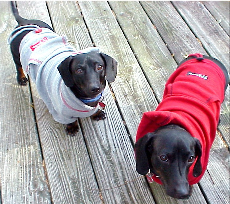 DIY Dog Sweatshirt
 35 DIY Dog Coats