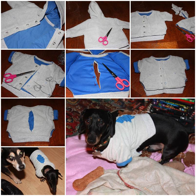DIY Dog Sweatshirt
 DIY Sweater Dog Clothes