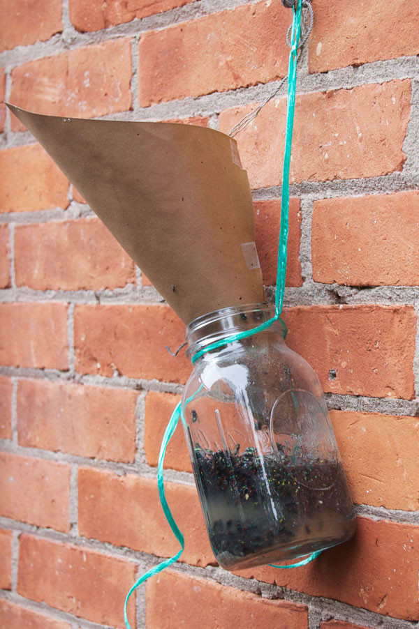 The 35 Best Ideas for Diy Fly Trap Outdoor - Home, Family ...