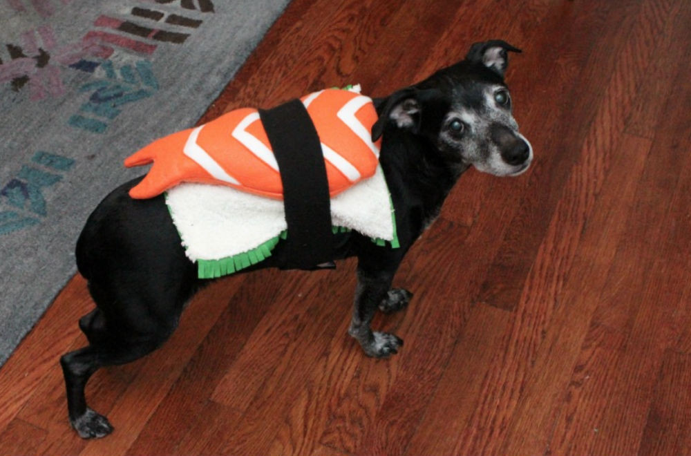 DIY Halloween Costume For Dogs
 17 adorable DIY pet costumes for Halloween