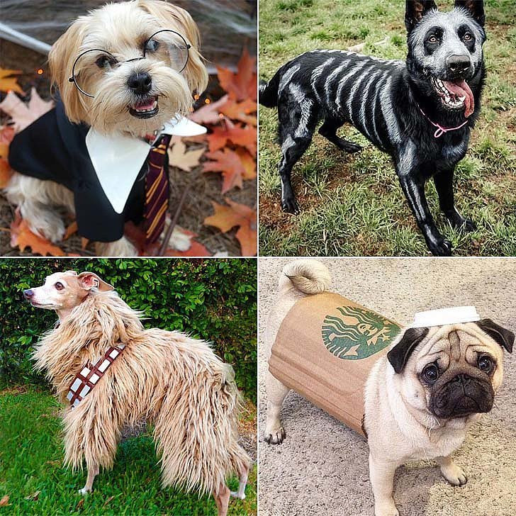 DIY Halloween Costume For Dogs
 DIY Halloween Costumes For Dogs