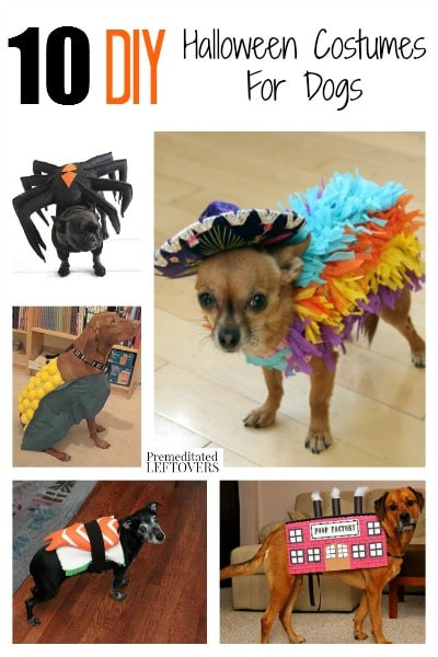 DIY Halloween Costume For Dogs
 10 DIY Halloween Costumes for Dogs
