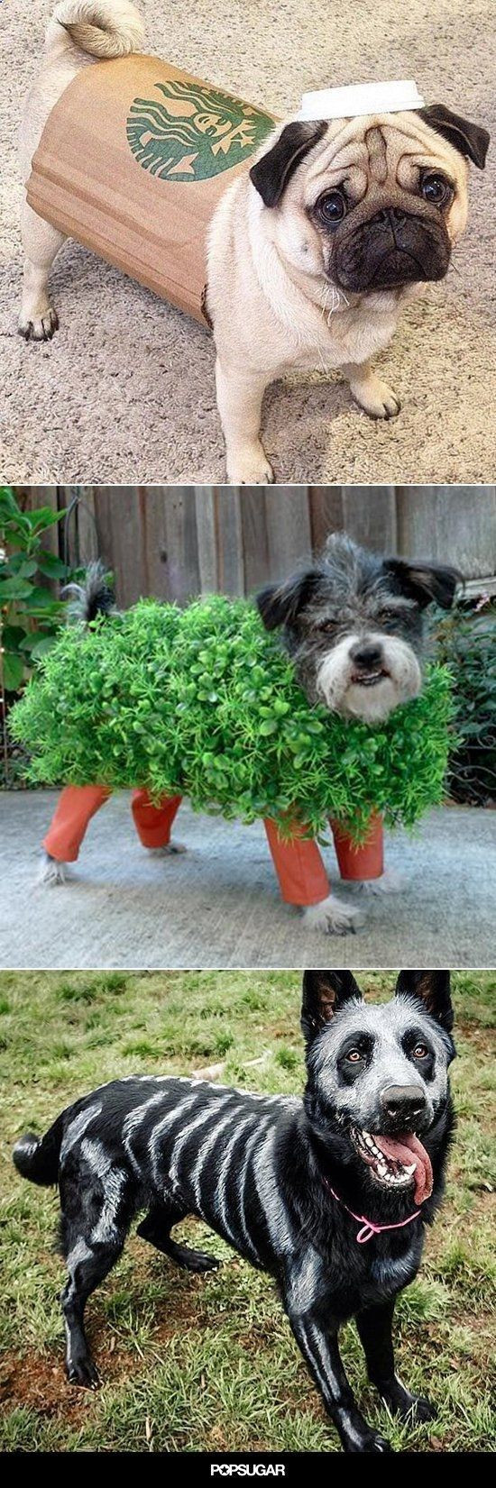 DIY Halloween Costume For Dogs
 56 best halloween outfits for the office dogs images on
