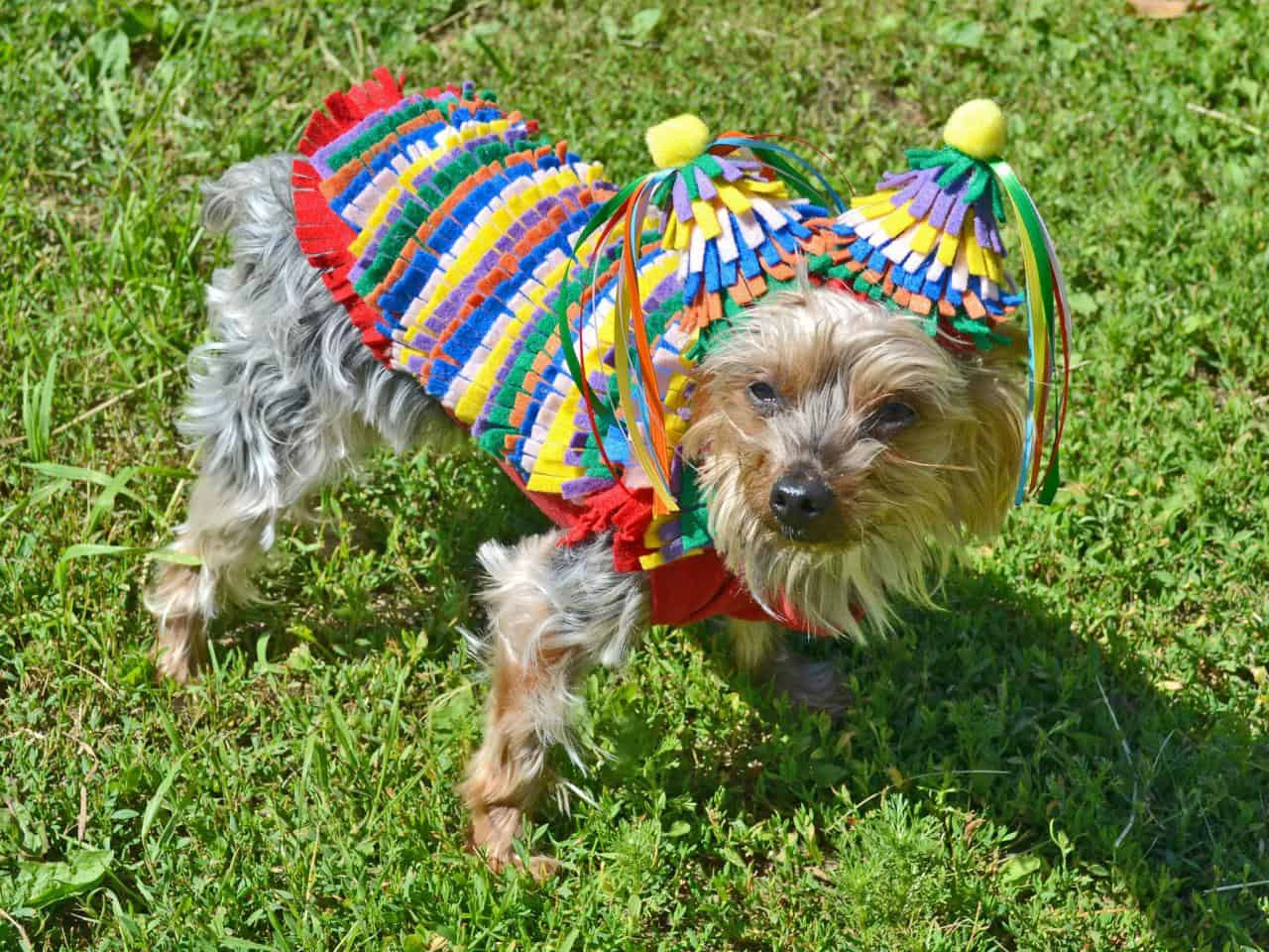 DIY Halloween Costume For Dogs
 Funny DIY Halloween Costumes for Dogs