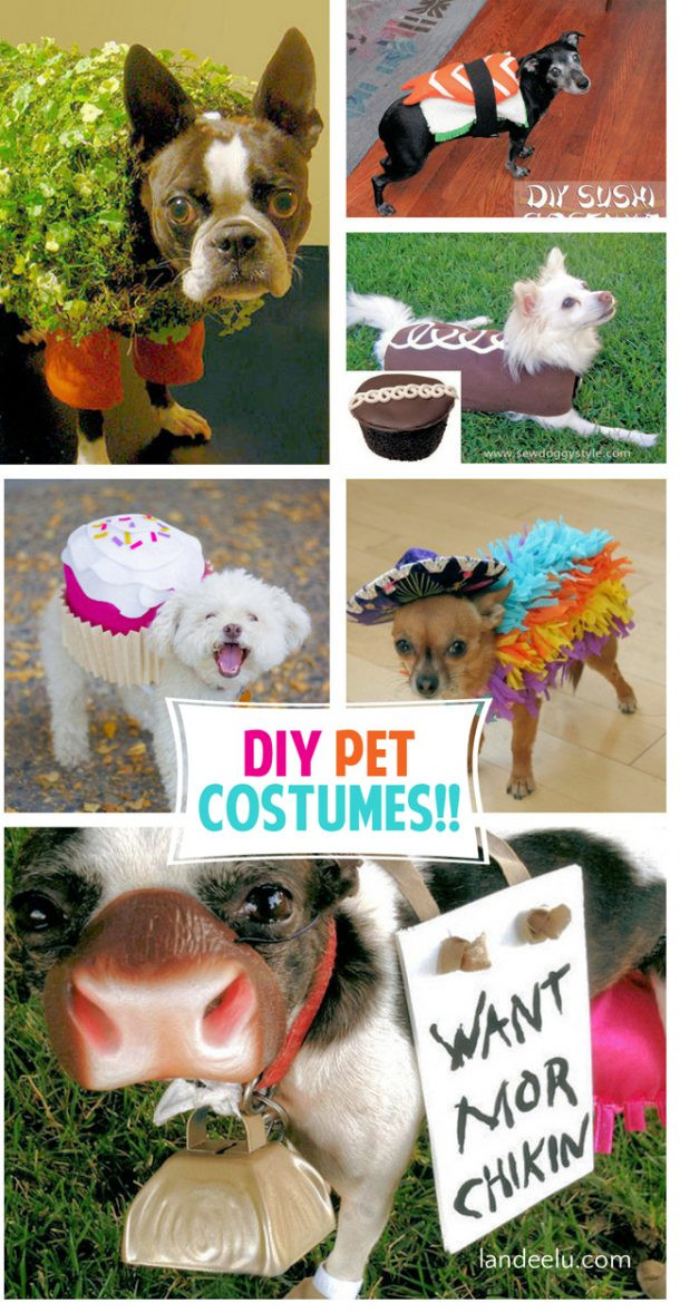 DIY Halloween Costume For Dogs
 Adorable DIY Pet Costumes