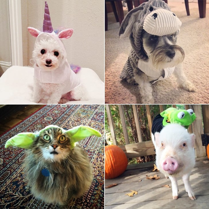 DIY Halloween Costume For Dogs
 DIY Pet Costume Ideas