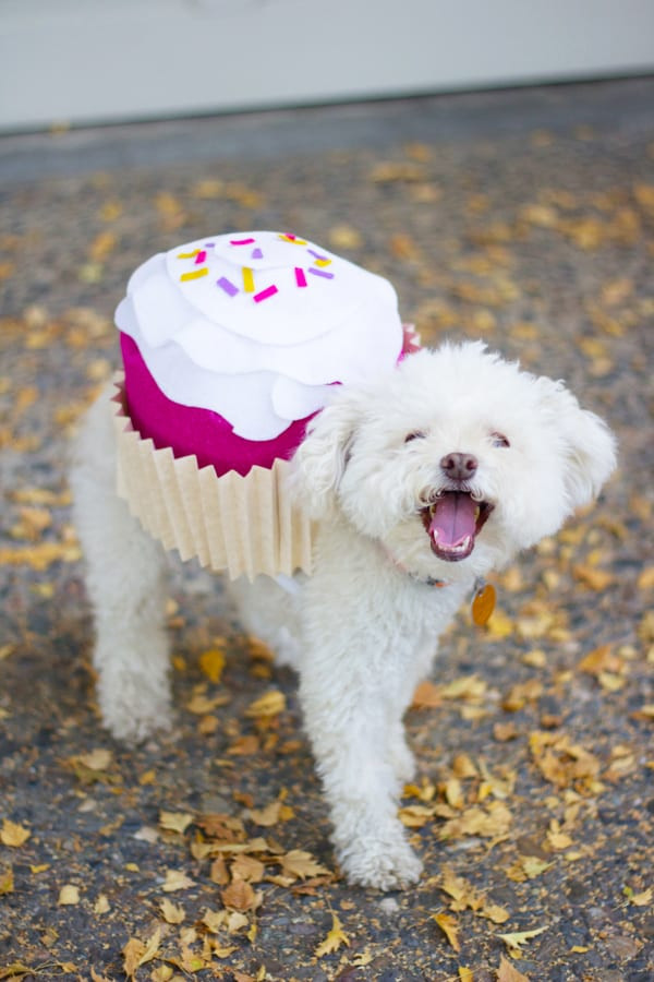 DIY Halloween Costume For Dogs
 Pet Halloween Costume Cupcake Lovely Indeed