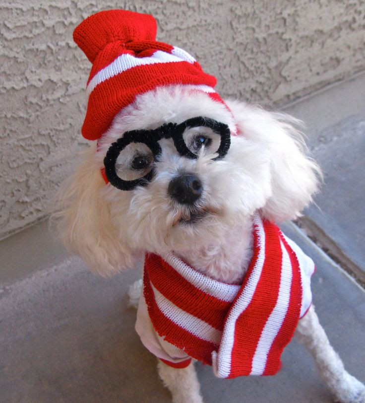 DIY Halloween Costume For Dogs
 202 best embarrassed dogs images on Pinterest