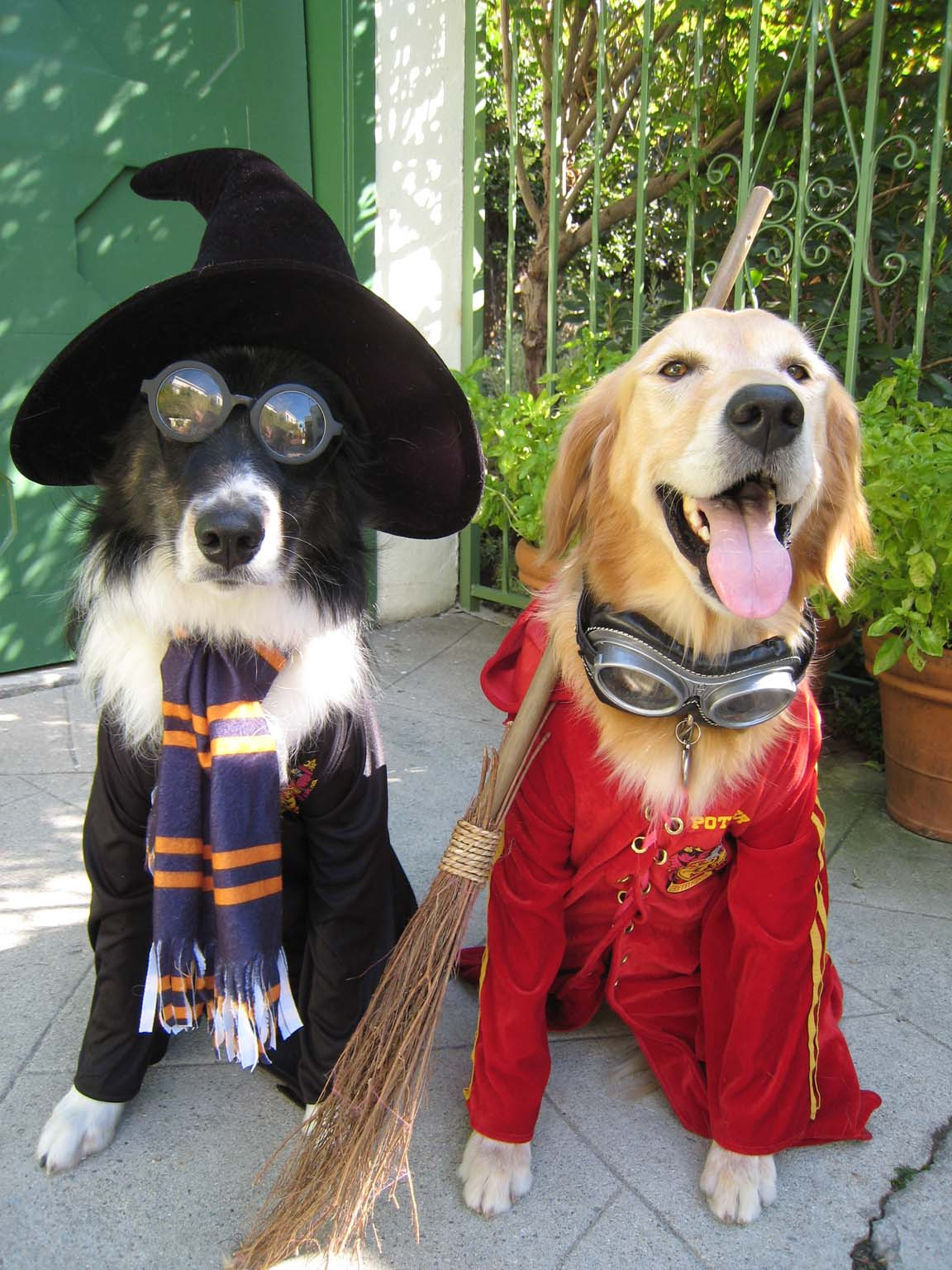 DIY Halloween Costume For Dogs
 DIY Dog Costumes for All Shapes and Sizes