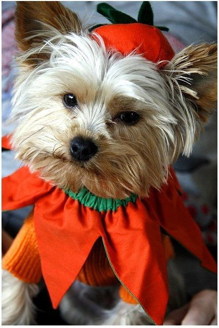 DIY Halloween Costume For Dogs
 DIY Dog Halloween Costumes
