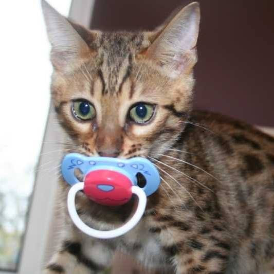 DIY Kitten Pacifier
 17 Best images about Cutie Patooties on Pinterest