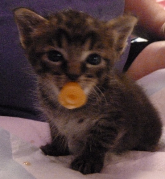 DIY Kitten Pacifier
 57 Best images about = = Pacifier on Pinterest