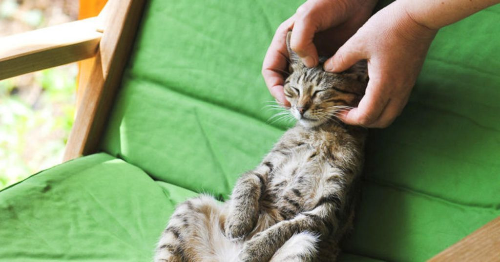 DIY Kitten Pacifier
 How to Make a Kitten Pacifier Stepby Step DIY Guide
