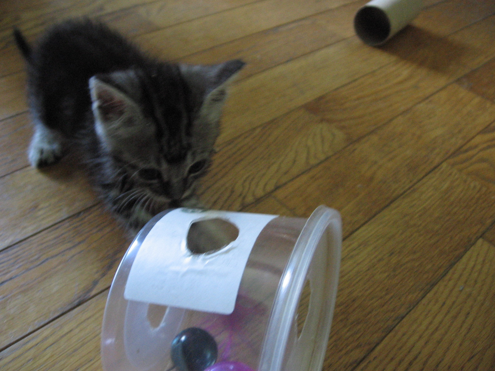 DIY Kitten Toys
 homemade cat toys