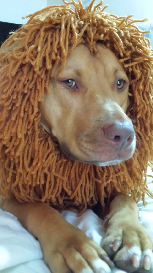 DIY Lion Mane For Dog
 Knit a Lion Costume for Your Dog Knit projects