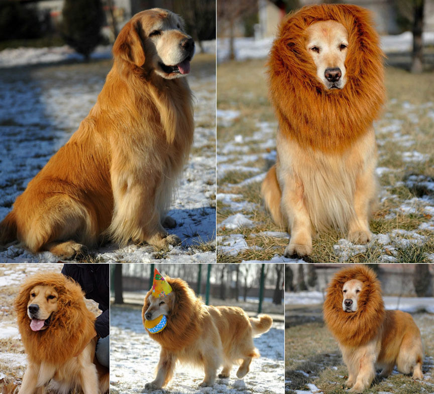 DIY Lion Mane For Dog
 Lion Dog Costume Lion Mane For Dog DIY And So Cute Dog