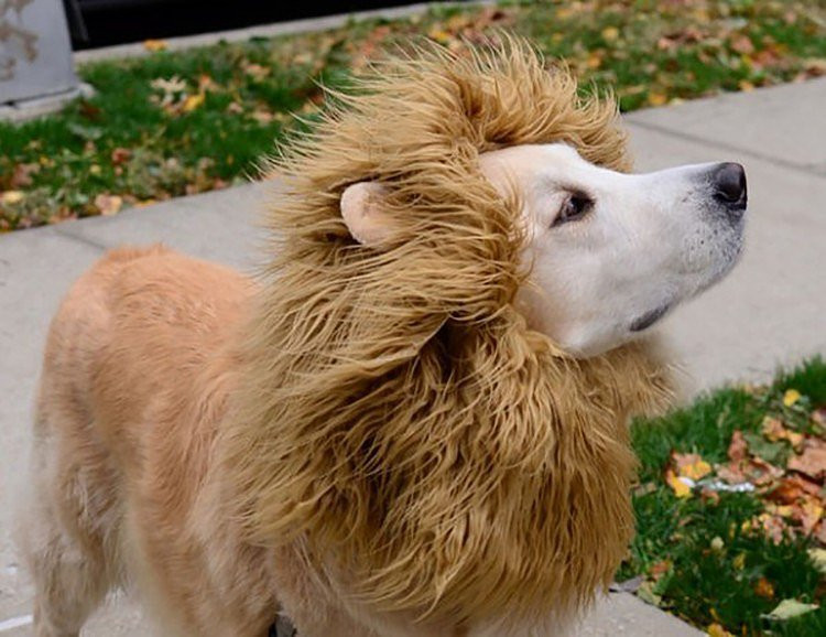 DIY Lion Mane For Dog
 A Lion