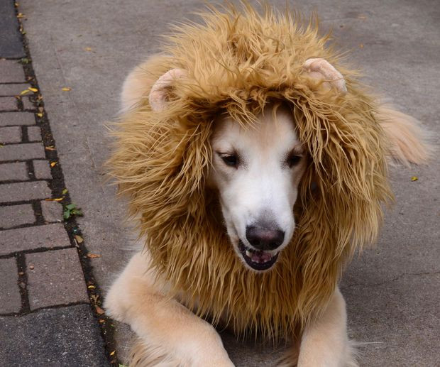 DIY Lion Mane For Dog
 Lion Dog Costume