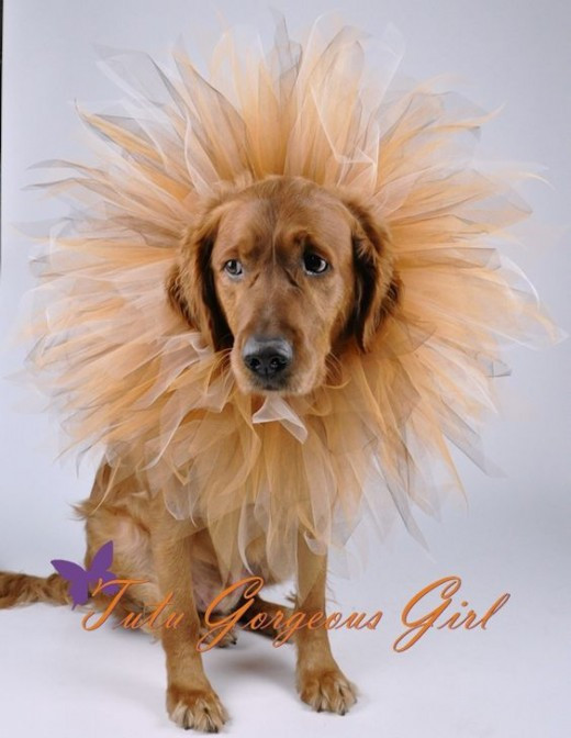 DIY Lion Mane For Dog
 10 DIY Halloween Dog Costumes That Won’t Drive Them Crazy