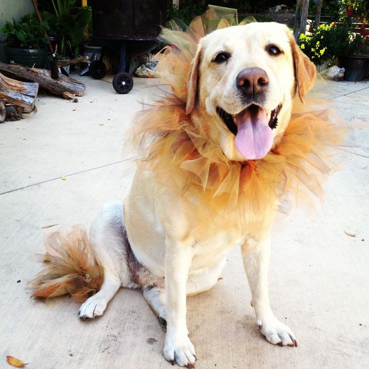 DIY Lion Mane For Dog
 DIY Lion Dog Costume LovePetsDIY Dog Beds and Costumes