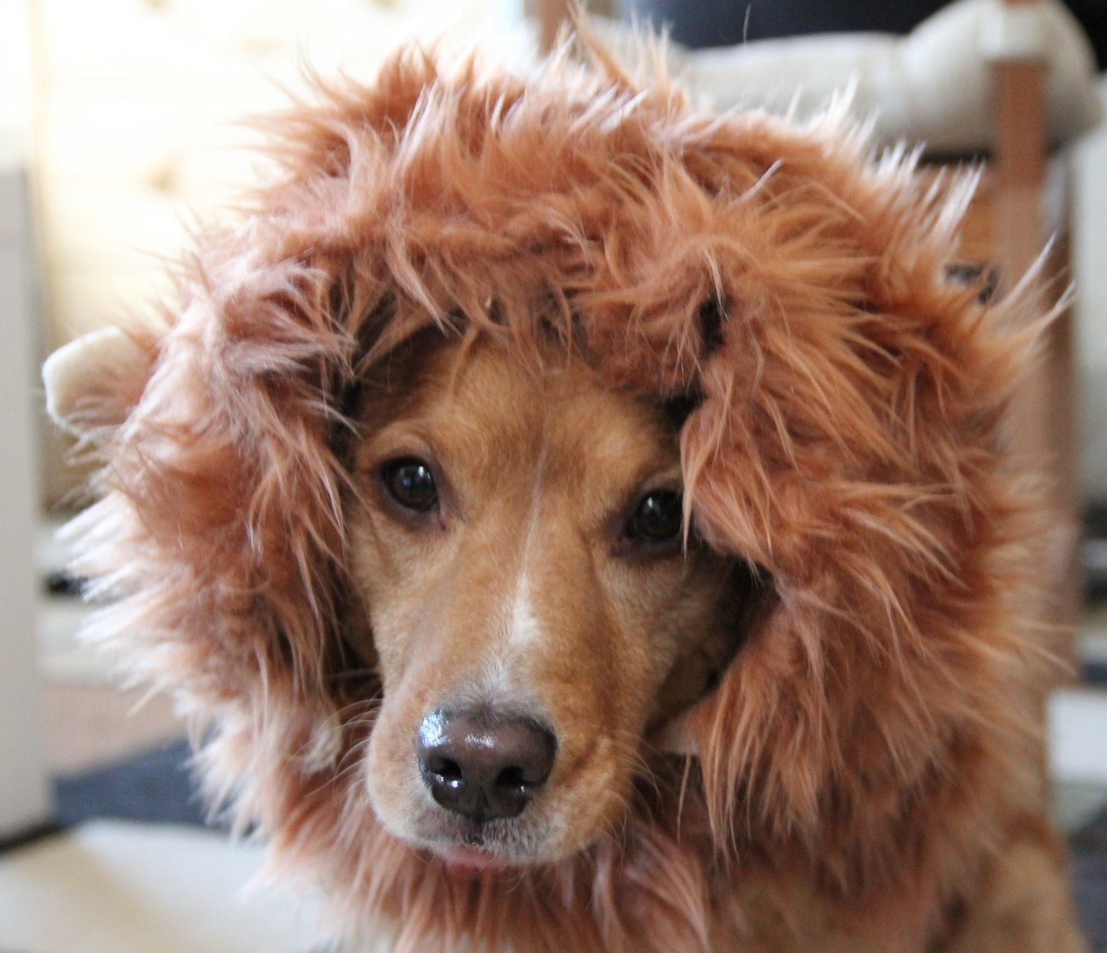 DIY Lion Mane For Dog
 How to Make a Lion Mane Dog Costume Version 2