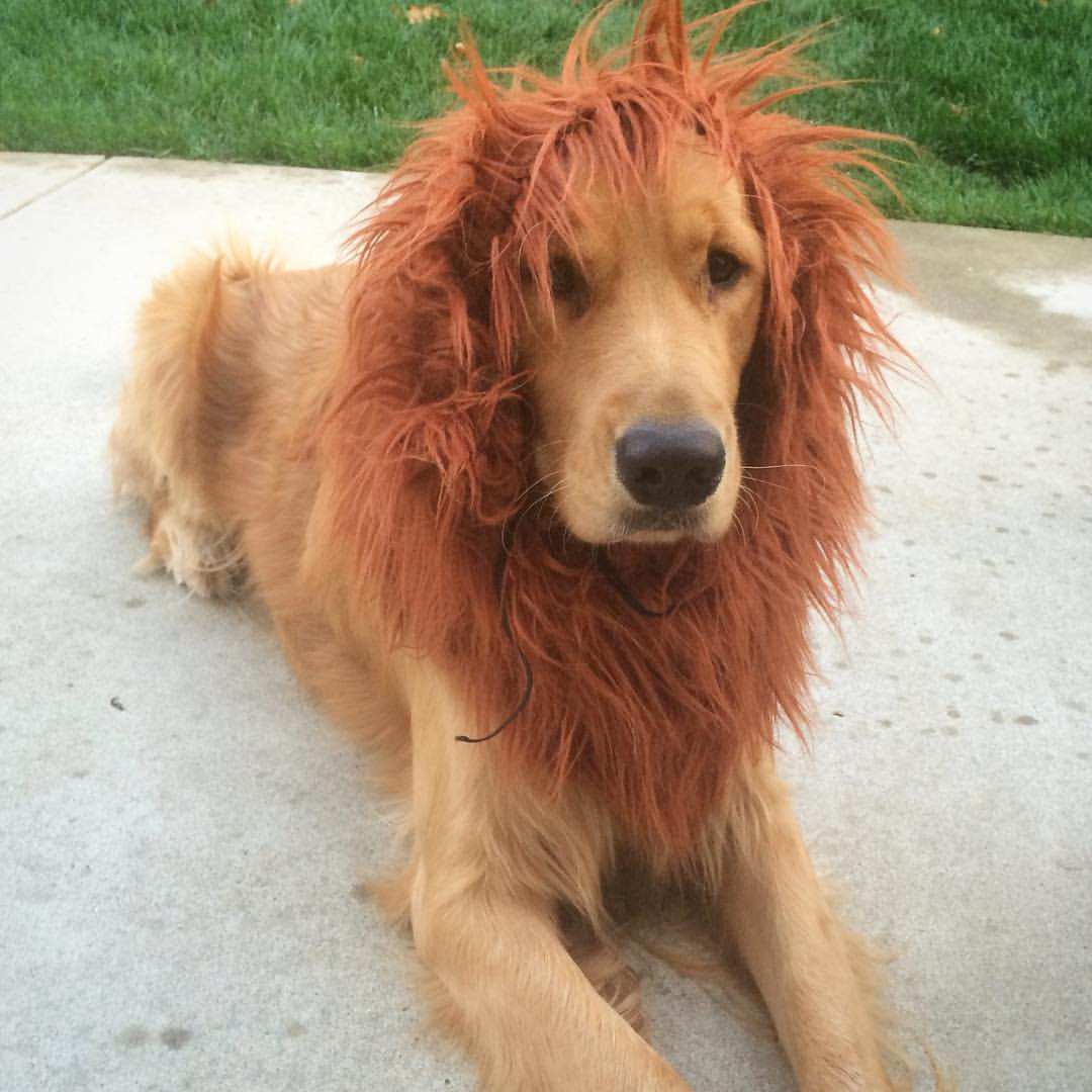 DIY Lion Mane For Dog
 Lion Mane Dog Costume Diy Costumes Pinterest Lions Dog