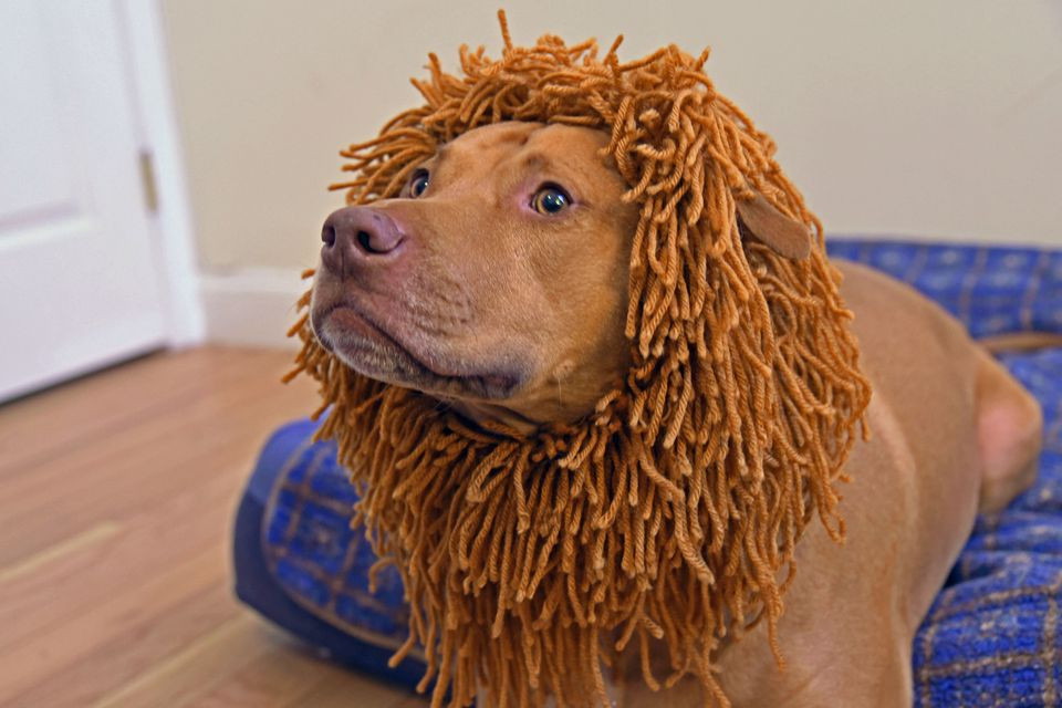 DIY Lion Mane For Dog
 DIY Dog Costume Ideas