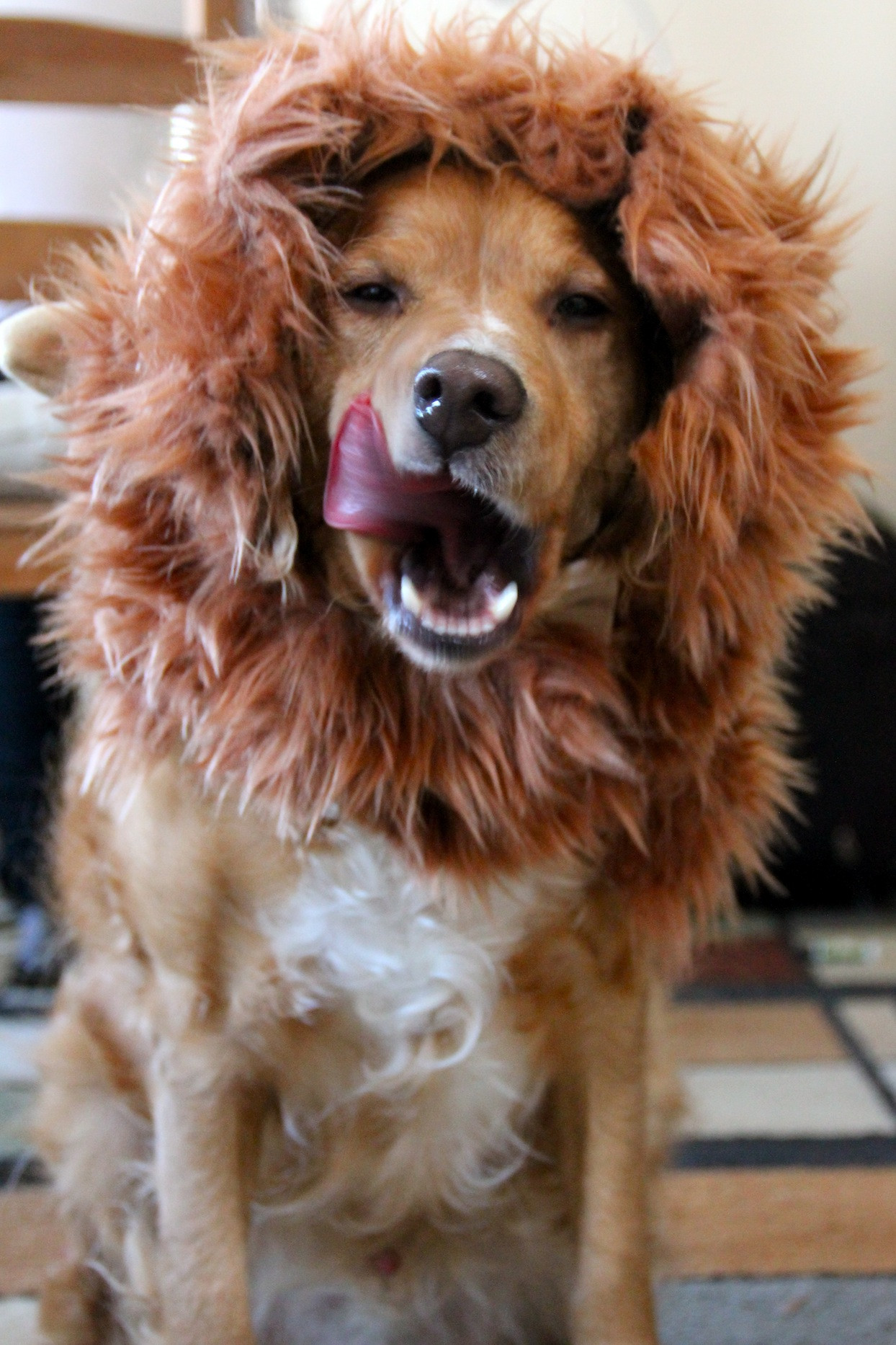 DIY Lion Mane For Dog
 Lion Mane Dog Costume Version 2 Needles and Know How