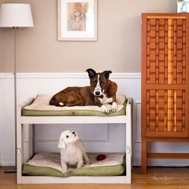 Dog Bed Furniture DIY
 DIY Dog Bunk Beds 8 Steps with