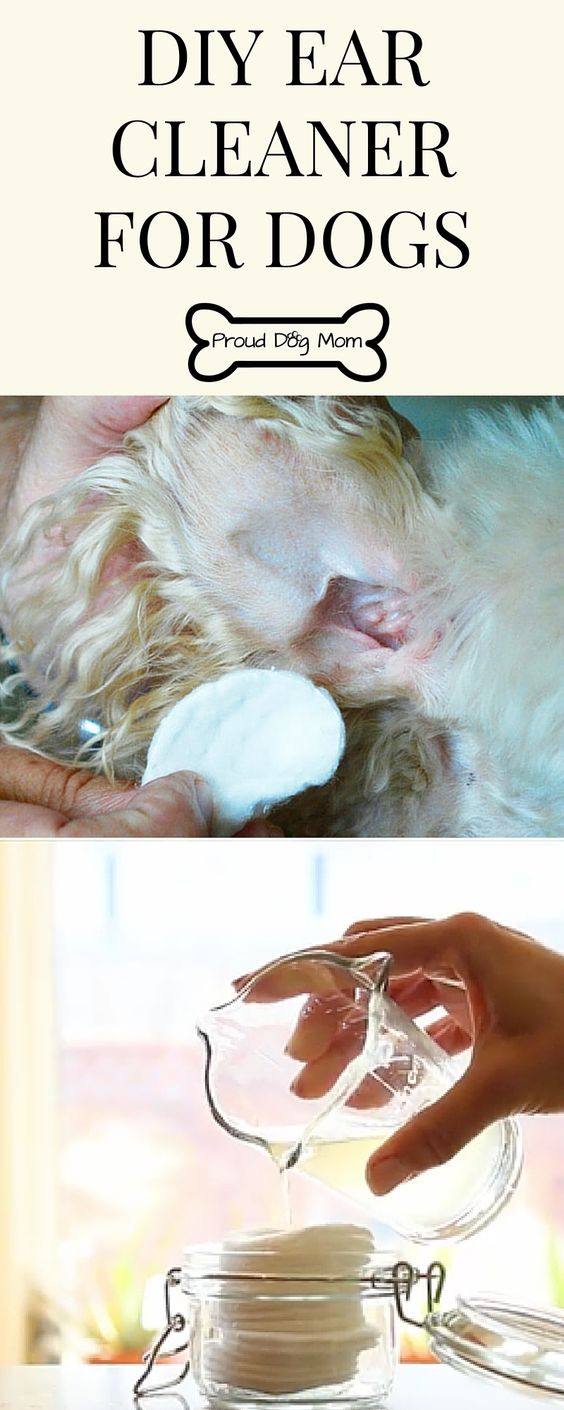 Dog Ear Cleaning Solution DIY
 Pinterest • The world’s catalog of ideas