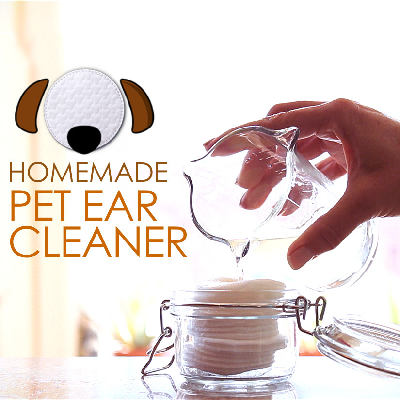 Dog Ear Cleaning Solution DIY
 DIY EAR CLEANER FOR PETS Planet Paws