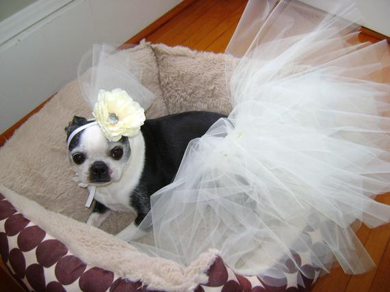 Dog Wedding Veil
 Dog Wedding Veil by DressHerUp22 on Etsy