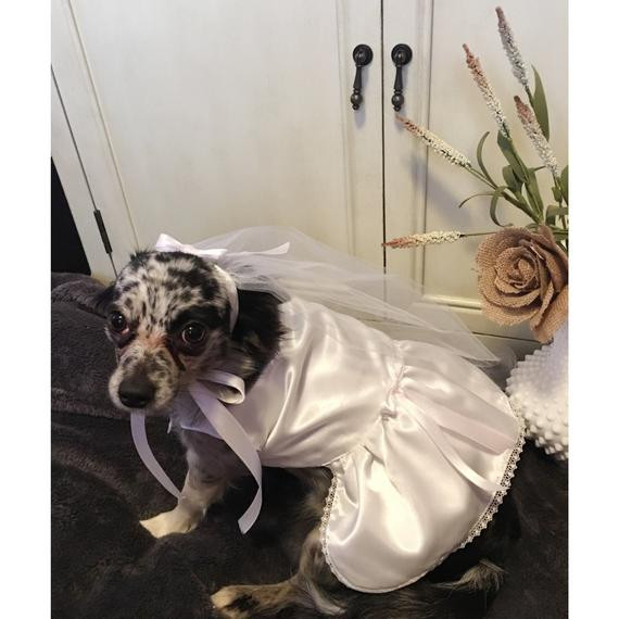 Dog Wedding Veil
 Dog Wedding Gown and Veil Dog Wedding Dress and Veil