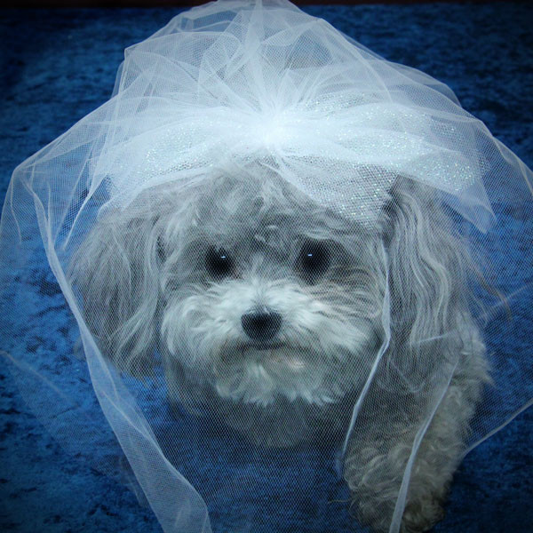 Dog Wedding Veil
 Tulle Dog Wedding Veil