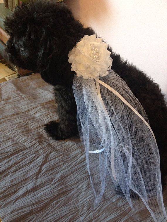 Dog Wedding Veil
 19 best Best Dressed Dogs images on Pinterest