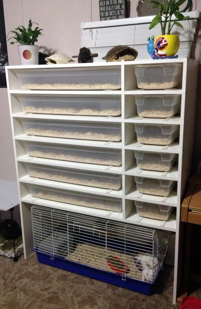 Easy DIY Snake Rack With Heat
 Related image DIY Rack Systems