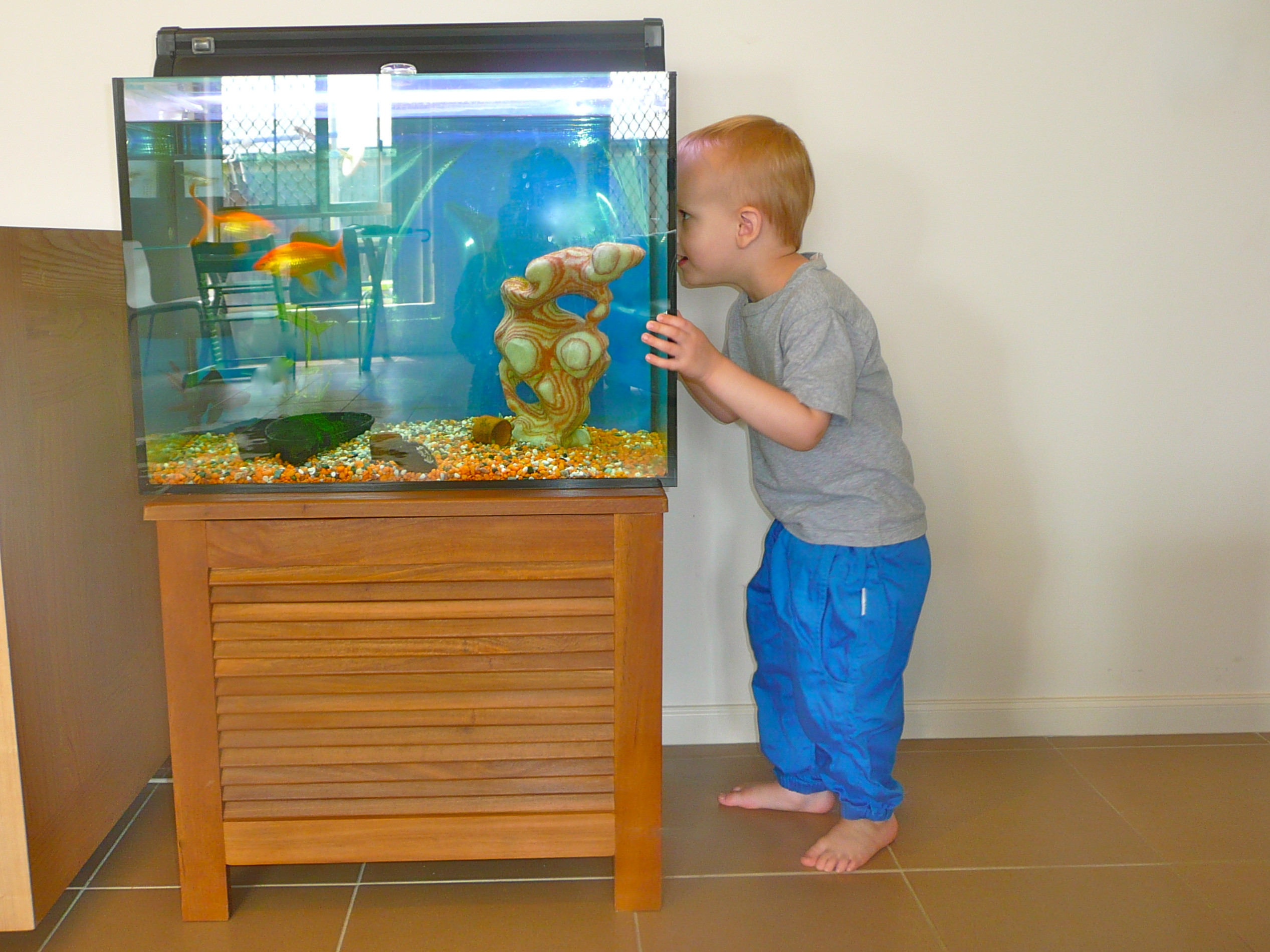 Fish Tanks For Kids Rooms
 fish tanks for kids rooms