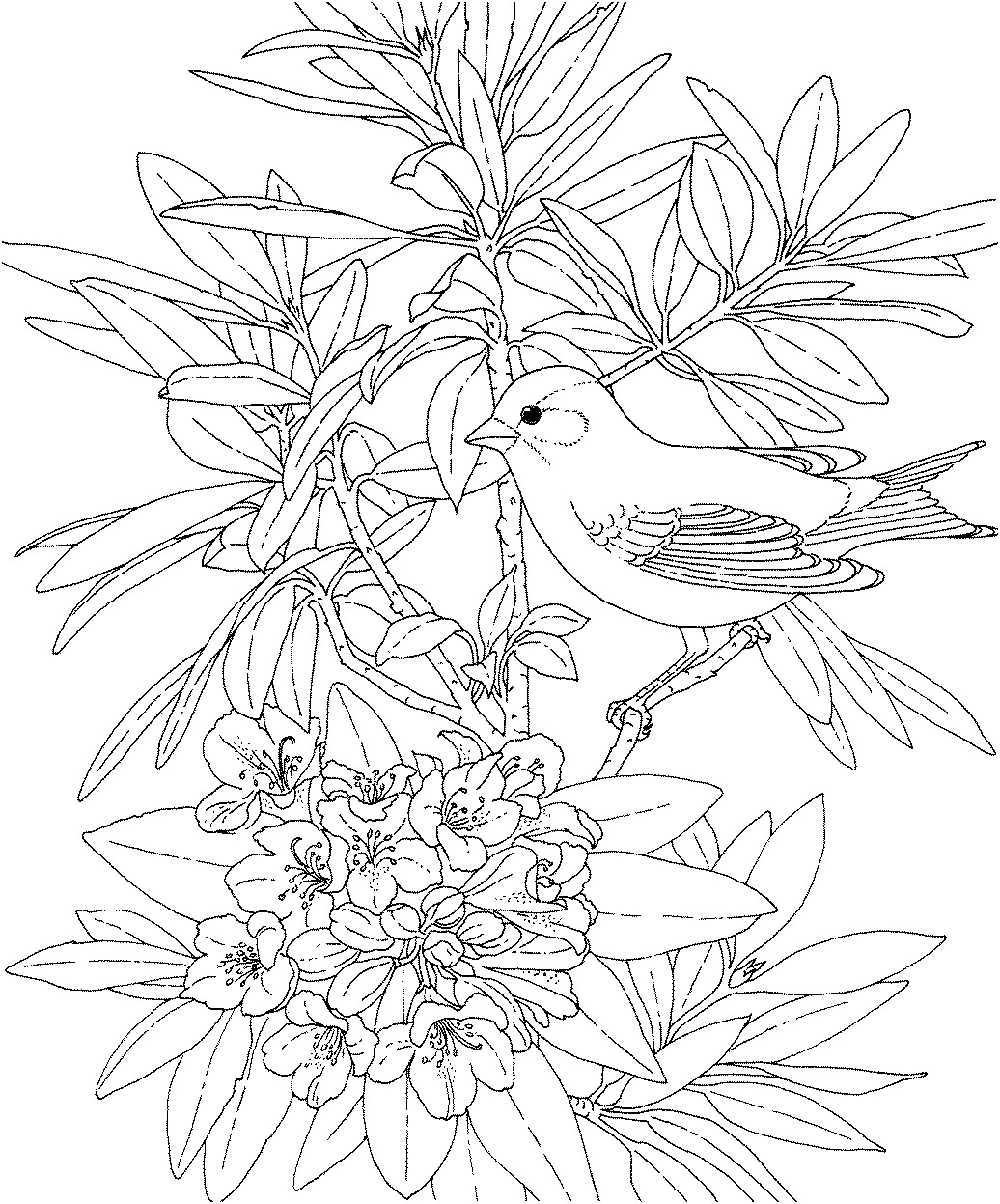 Flowers Coloring Pages For Adults
 His Heart of passion Little Winter Birds
